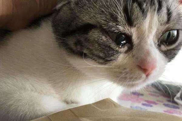 Cats shed tears not because they are moved to tears! It’s probably sick, please take care of it like this!